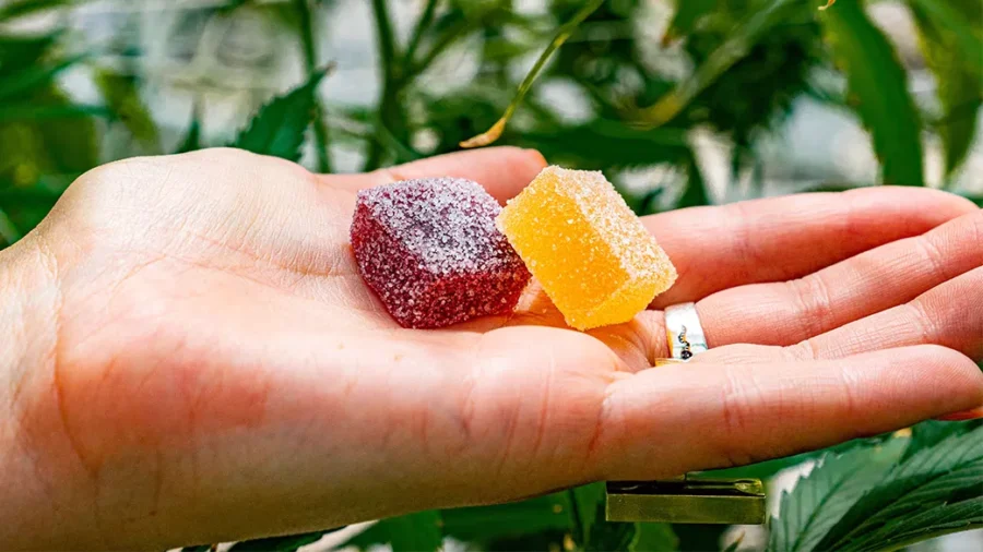 Research important things about the best CBD gummies for pain     