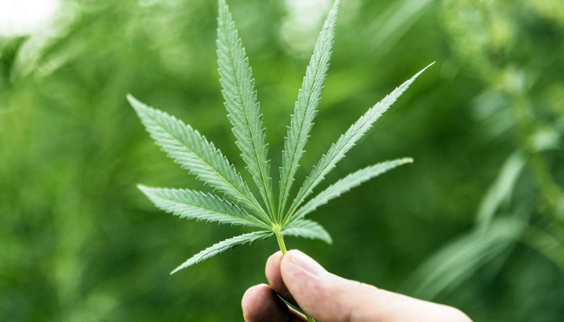 CBD Cannabis For Epilepsy – Expectations Vs Reality